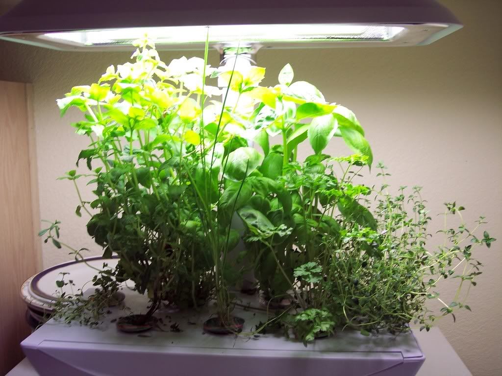 things wot i made then ate: AeroGarden two months